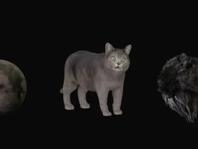 British Shorthair Domestic Cat Low-poly 3D model
