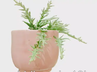 Rustic Clay Pot with Tiny Fern model pack Low-poly 3D model