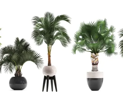 Collection of decorative palm trees  10 3D model