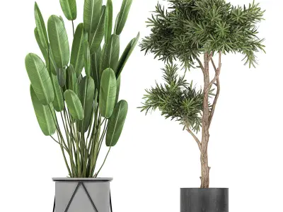 Collection of decorative plants in flowerpots 749 3D model