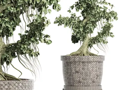 Plants Collection 172 Sageretia Theezans Mini Bonsai 3D model