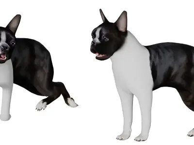 Boston Terrier Dog Low-poly 3D model