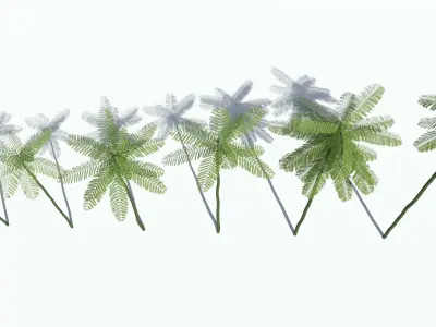 Schizolobium Parahyba  Brazilian Fire Tree 3D model