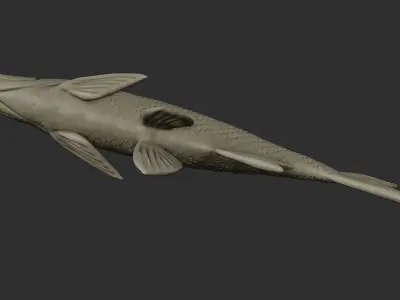 Asp - fish for easy printing 3D print model
