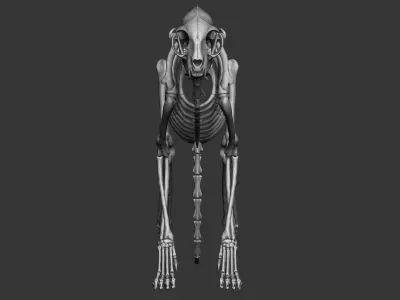 Domestic Cat Skeleton 3D model