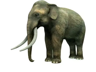 Indian elephant Low-poly 3D model