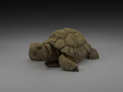 Photoscanned Turtle 3D model