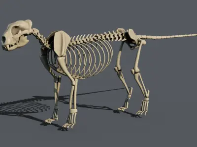 Leopard anatomy 3D model