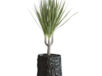 Dracena Plant 3D model