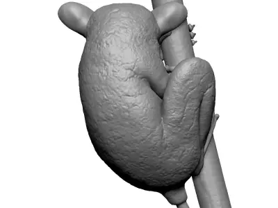 Tarsier gripping a branch 3D model