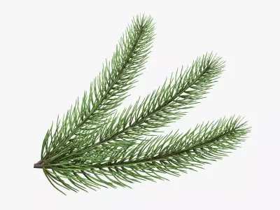 Fir tree branch 03 3D model