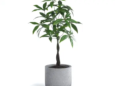 Money Tree Plant 3D model