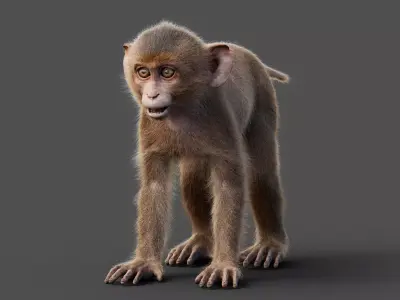 Young Rhesus Monkey - Static Version - Xgen-core 3D model