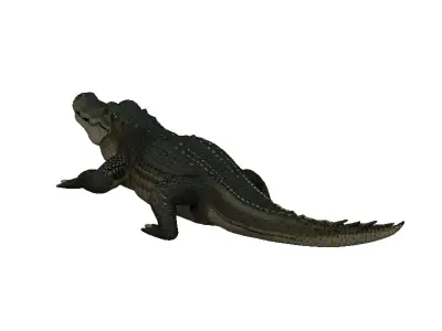 Alligator Low-poly 3D model purchase
