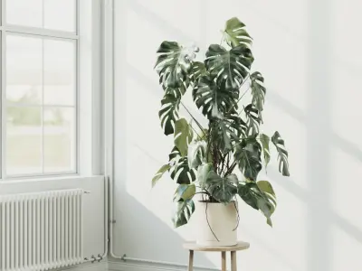135cm Accurate high-poly Monstera Deliciosa in pot 3D model 3D model
