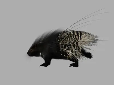porcupine 3d model fur 3D model