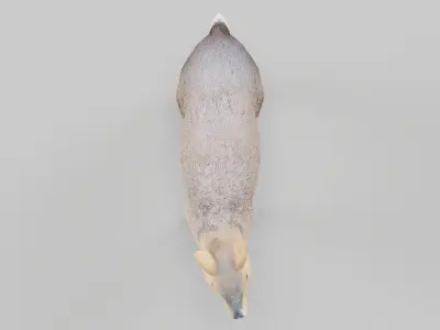 Patagonian Mara 3D model