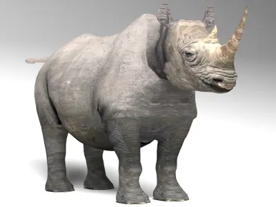 Rhino Low-poly 3D model order
