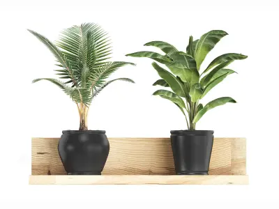 Collection of Exotic Plants 406 3D model