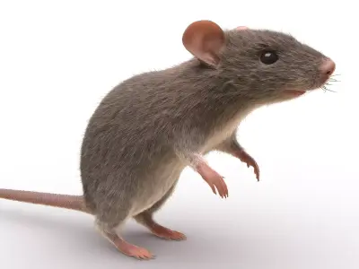 Rat - mice 3D model
