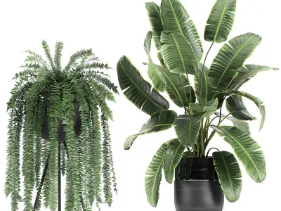 Houseplants in a black pot for the interior 710 3D model