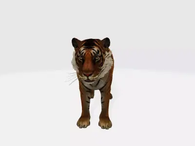 Tiger 3d 3D model