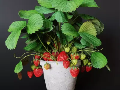 Strawberry in pot 3D model