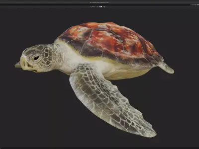 Chelonia mydas - Green sea turtle Low-poly 3D model