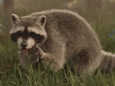 Raccoon Rigged Animated 3D model