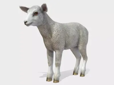 Lamb realistic Low-poly 3D model