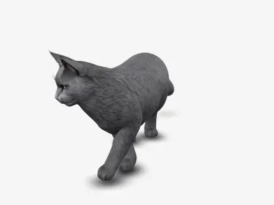 cat Mainecoon 3D model
