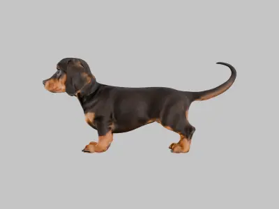 Cute 3D Dachshund Model Low Poly Game Ready Low-poly 3D model