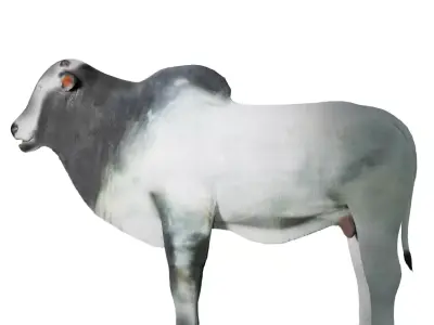 ox for game 3D model