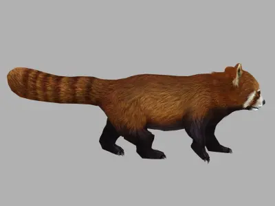 red panda racoon palm civet  Low-poly 3D model