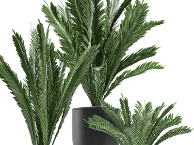 Decorative Cycas palm in a black flowerpot 623 3D model