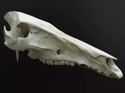 Wild Boar Skull 3D model
