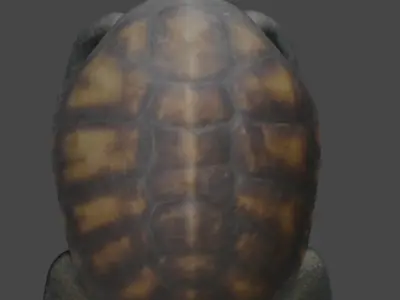 Realistic Turtle 3D Model 3D model