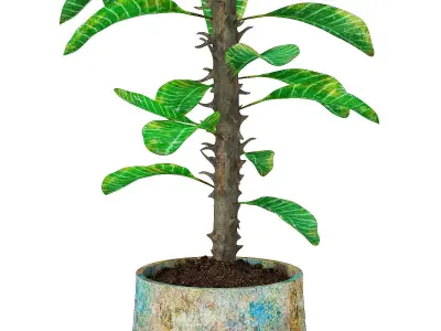 Plant 7 hibiscus flower 3D model