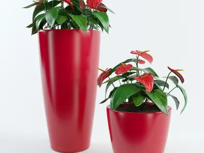 Anthurium plant pots - plant pots 3D model