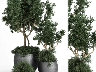 Outdoor Plants tree 03 3D model
