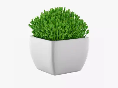 Succulents 08 3D model