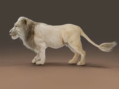 Fur White Lion Rigged in Blender  Low-poly 3D model