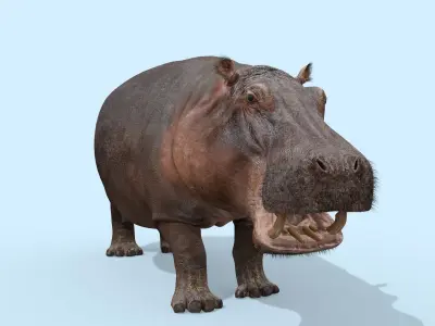 Super Hippo 8K - Animated 3D model