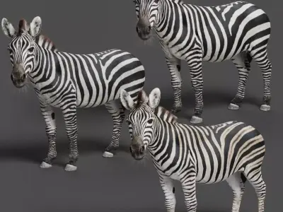 Zebra Animation - VFX Grace 3D model