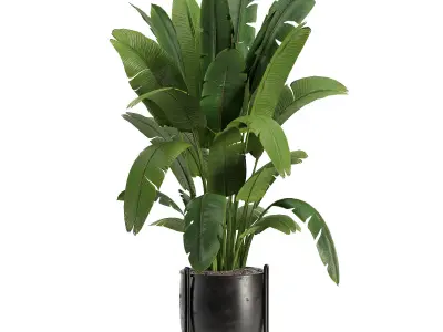 Indoor Plants 02 3D model