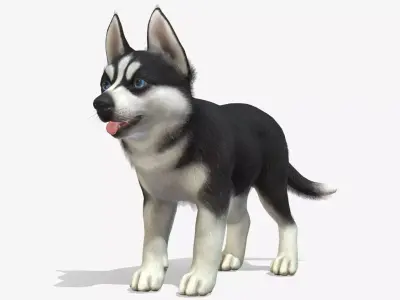 Puppy - Husky Low-poly 3D model