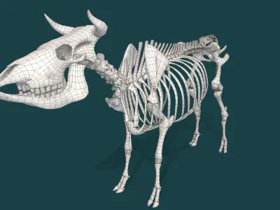 Cow Skeleton Low-poly 3D model