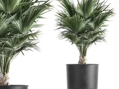 Decorative palm in a Vig Planter flowerpot 837 3D model