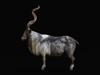 Markhor Wild Goat Low-poly 3D model