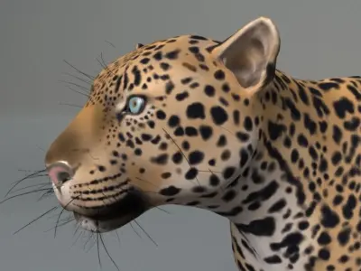 Rigged Leopard Maya 3D Model with 2K Textures 3D model